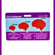 Milk Production & Brain Development Badge Reference Card